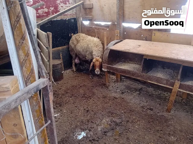نعجة اعشار شهر ونص فحص جهاز ديد نخب النخب سن جمع صحه ونضافه ماشاء الله الله يبارك لصحب النصيب