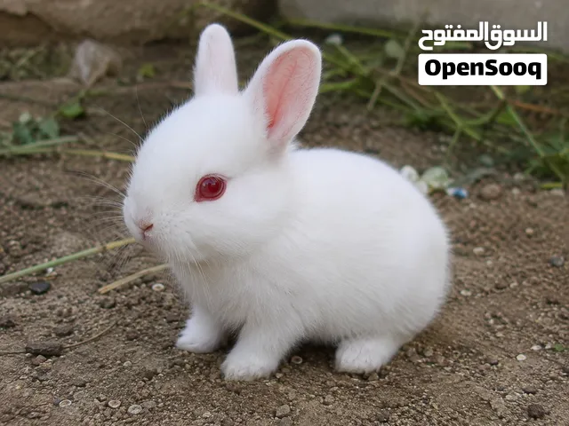 أرنب بط سلاحف للبيع