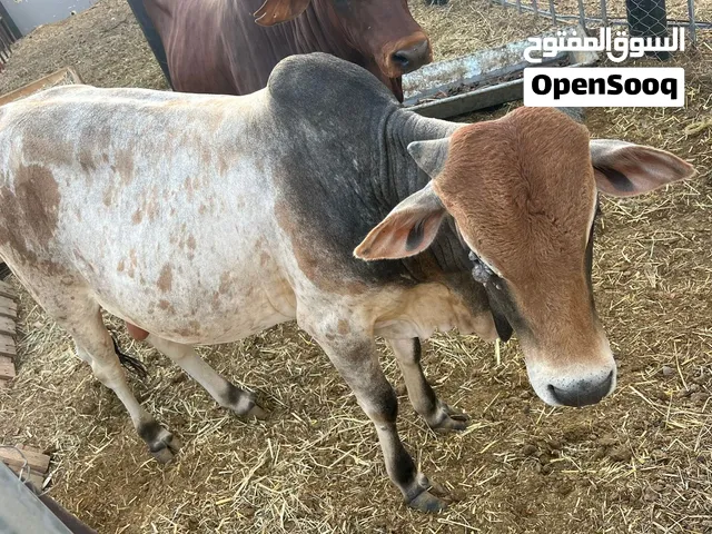 عجل مطعوم طعام الدار