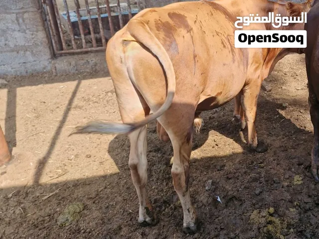 عجلان محلي تربية العمر قريب السنتين