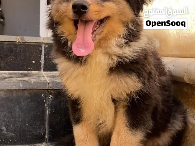 German Spitz