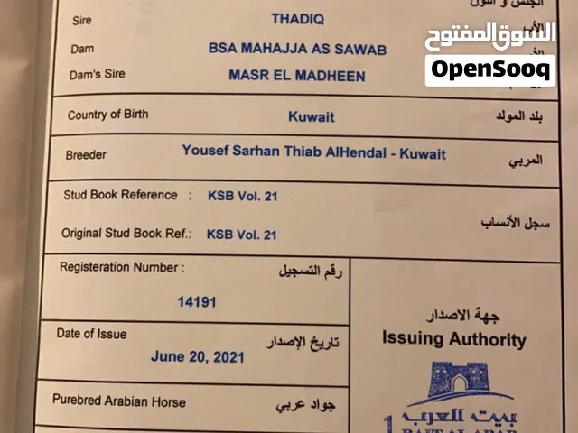 للبيع حصان ادهم مصري بيور