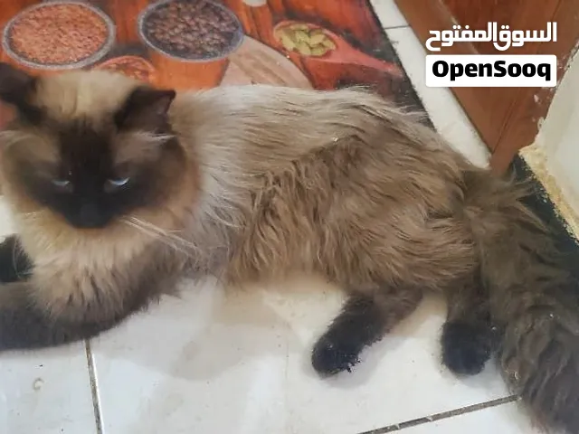 قط هملايا للنتاج طالب تزاوج