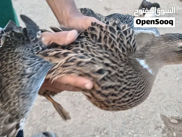 بش خضيري للبيع