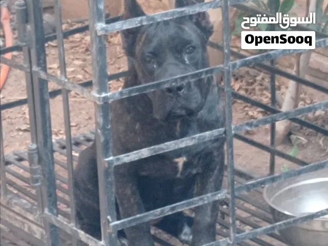 Female cane Corso puppy 4 months