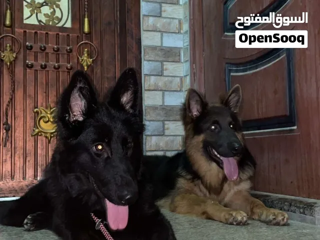 جيرمن شيبرد للبيع صفقه
