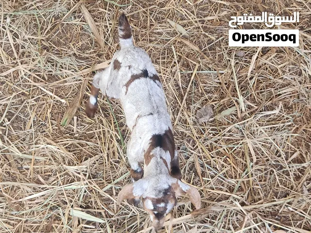 تيوس من الحلال الصلالي للتربيه اللون فاخره