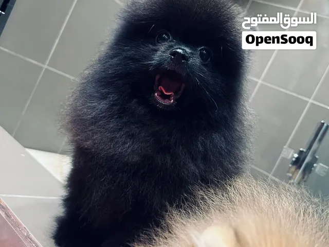 Pomeranian puppy