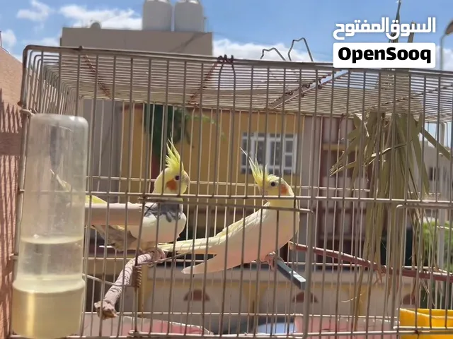 كوبيه كوكتيل ايزابيل للبيع ربي يبارك مشاء الله