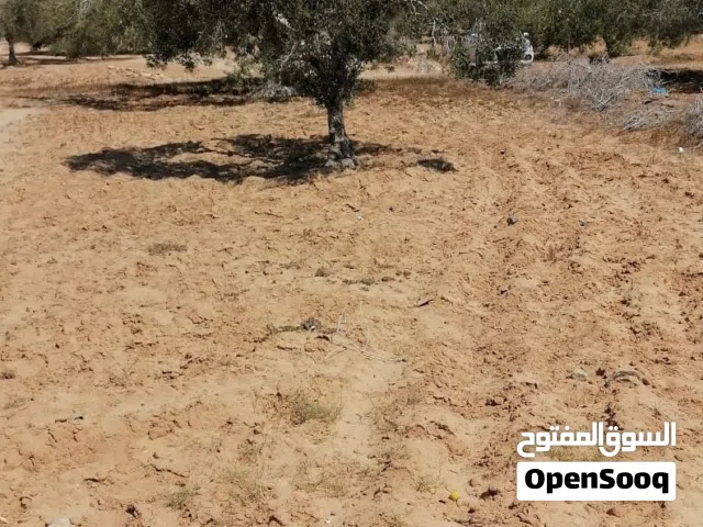 5800م للبيع في جربه