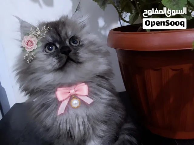 قطط شيرازي  شانشيلا