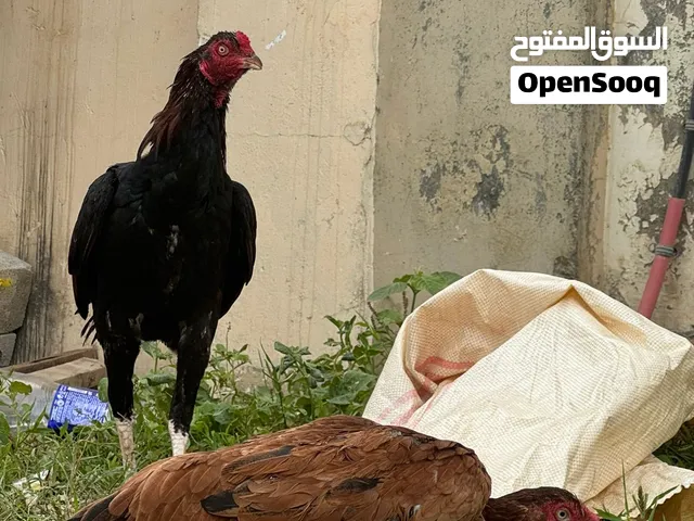 ديك باكستاني و دجاجه باكستانيه 26