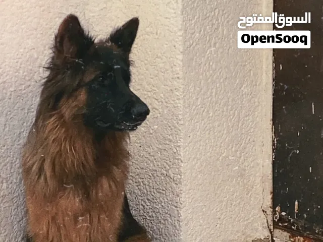 انثايه جرمن لونق هير