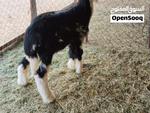 خروف نجدي مشروط للبيع
