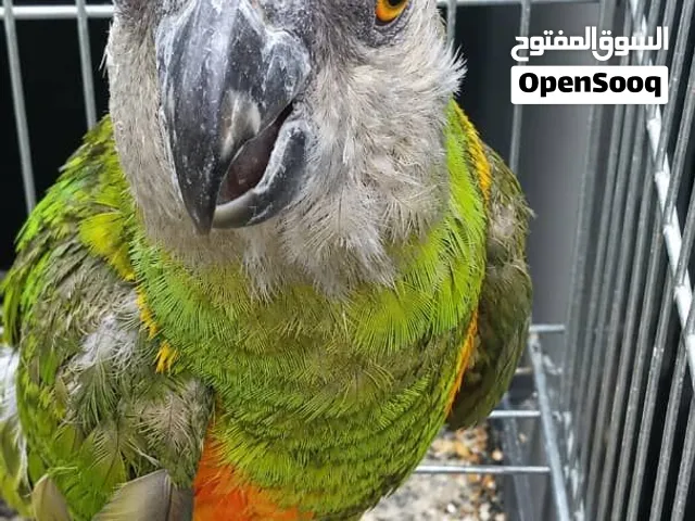 متوفر ببغاء سنغالي بي 200 بس