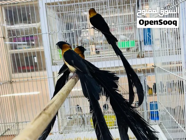 Paradise Wada Finch