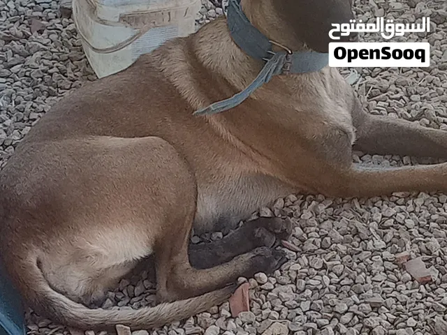 للبيع ملينوا انتى عمر عمان