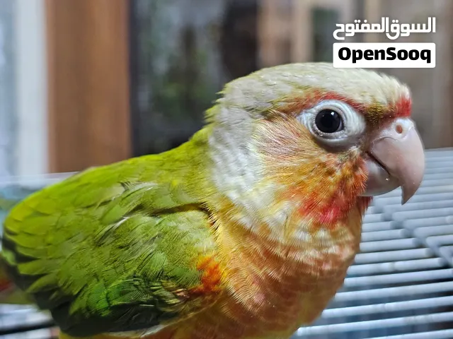 طير اليف من نوع كنيور اناناس احمر البطن ،