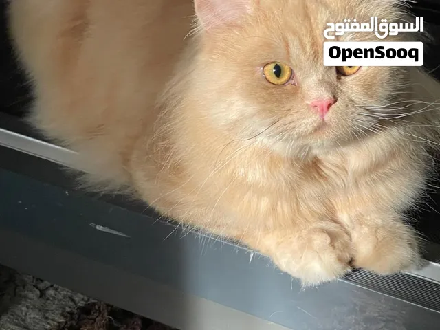 قط شيرازى للتبنى