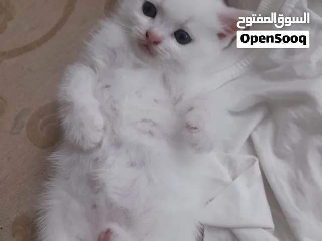 قط ذكر ابيض العمر 50 يوم