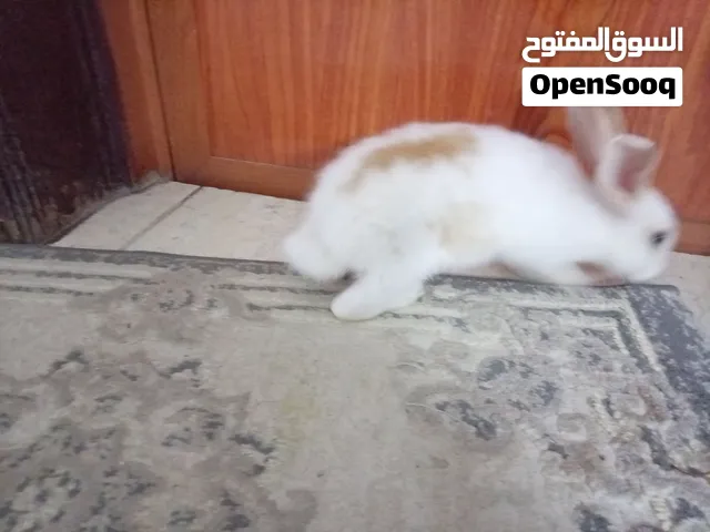 أرنب هولندي