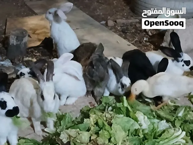أرانب الماني وفرنسي عمر 5 أشهر للبيع او البدل