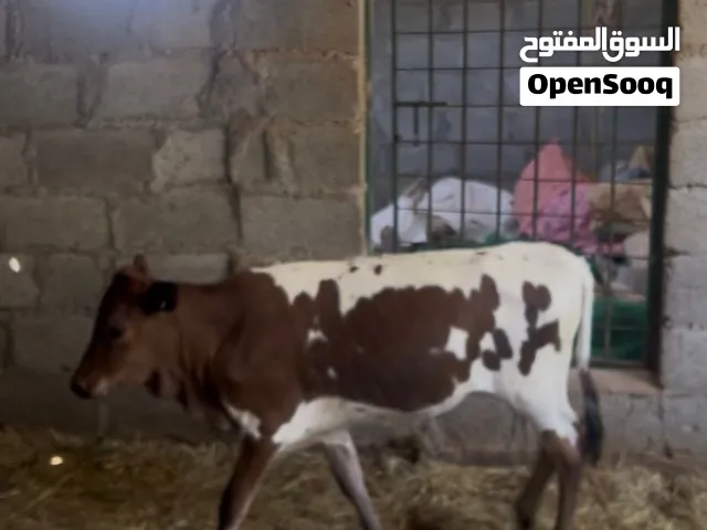 عجلان محلي