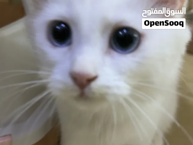 Sherazi Russian blue eyes cat