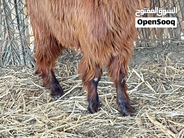 للبيع تيس أحمر كامل سمين ماشاء لله من حلال السعيدي يصلح للتربيه ويصلح حال سكين تارس