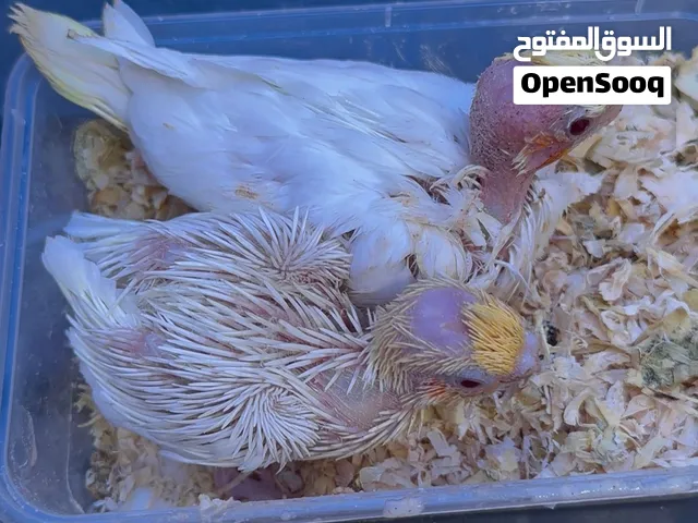فروخ كوكتل ابيض