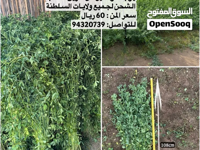 بذر قت عماني نظيف ومضمون كثافة ورق وعود طيب