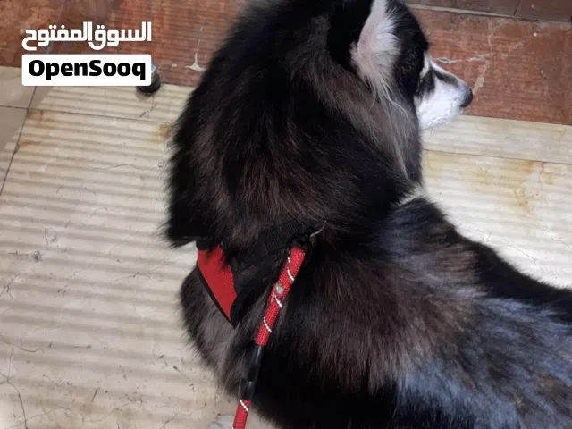 هاسكي ملقح كامل و معاه جواز سفر و كلشي فيه اوكيه و متدرب