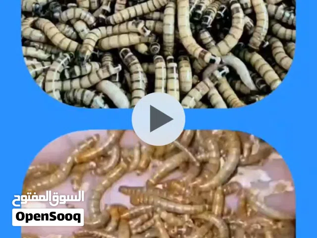 ميل ورم حي و سوبر ورم حي