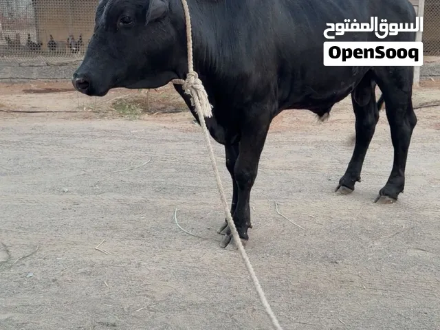 ثور نمساوي اللبيع