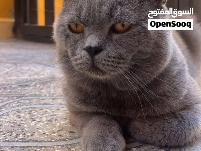 قط لتبني مجاني للاشخاص ذو رحمه ولين السبب بداعي السفر