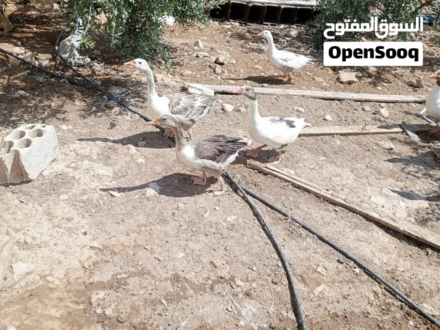 وز للبيع عدد 16