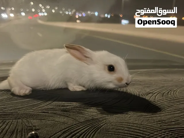 ارنب عمره تقريبا 3 شهور