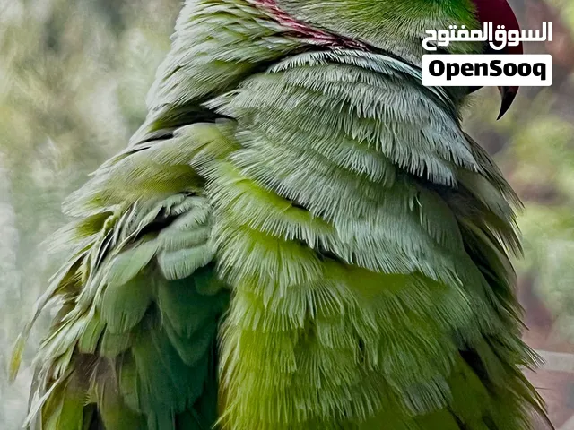 ببغاء درة متكلم وأليف جداً