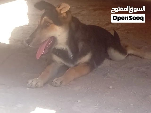 كلب الي حراس او التربيه عمر 10اشهر الون اسود