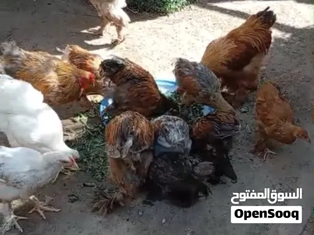 دجاج تركي حي - أحجام كبار وصغار