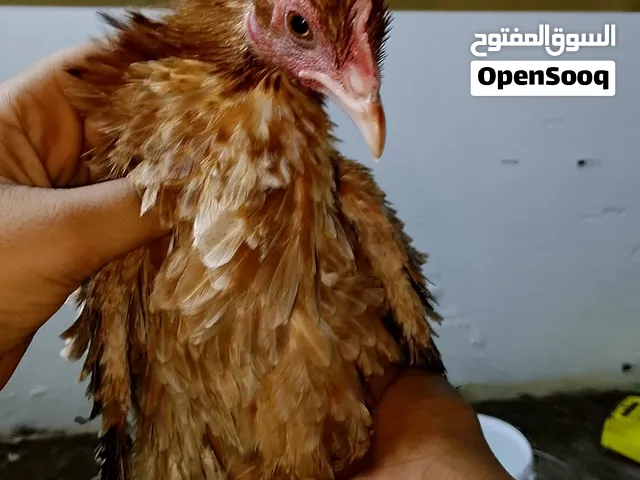 الدجاج زينه