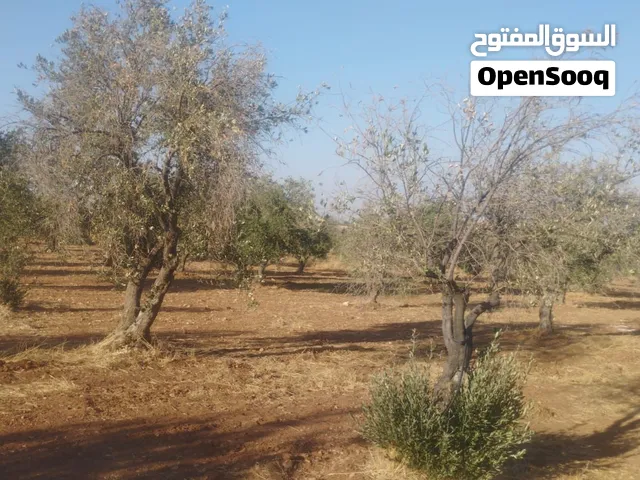 أشجار زيتون جافة للبيع