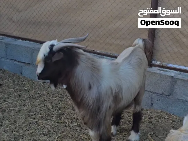 للبيع تيس سعيدي اصل