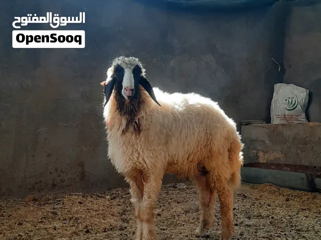 طلي معلوف مال بيت