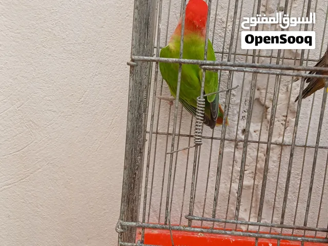 عصفور بركديلو