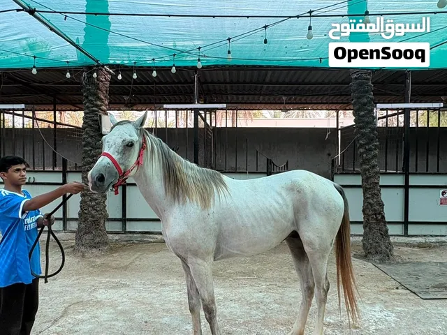 خيل فحل معسوف