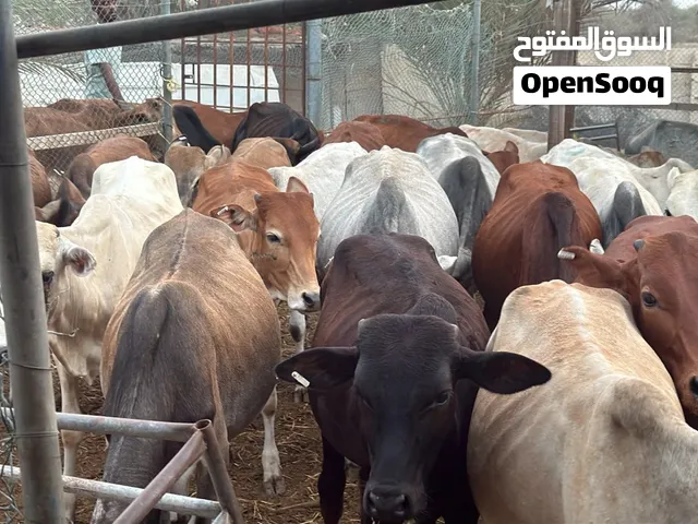 عجال 165 نهااااايه التواصل واتساب او اتصال تجاهل الاعلان اذا السعر ماناسبك