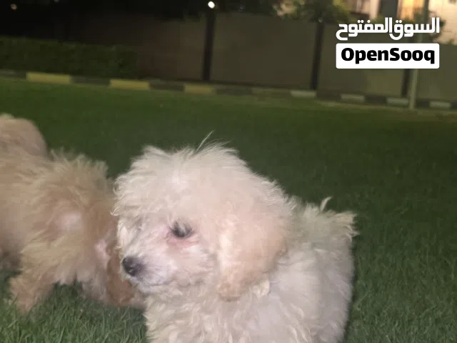 cutest dogs