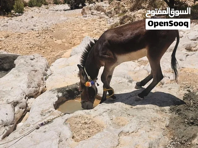 حمار للبيع