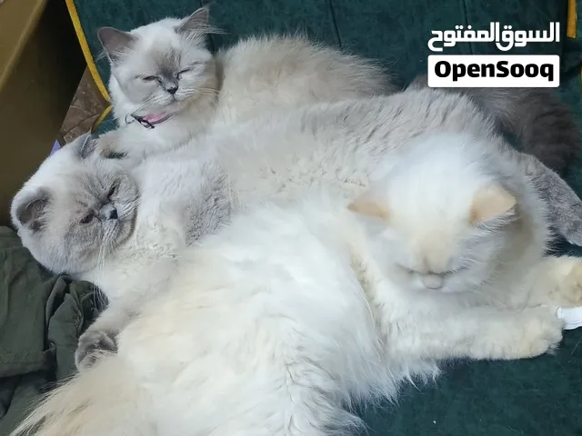 قطط للبيع تنتين هملايا بلو بوينت وبلو ووحده سكوتش فولد بلو هملايا